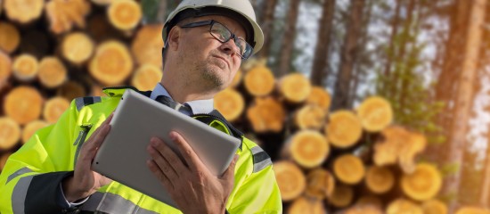 Sylviculteurs : prolongation de l’aide financière aux bois infestés par des scolytes