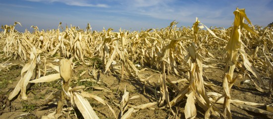 Agriculture : un nouveau régime pour l’assurance récolte