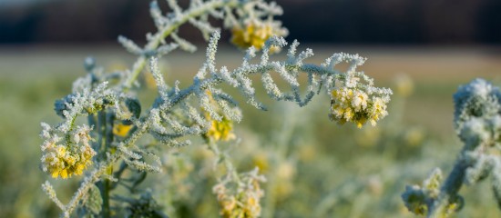 Céréaliers, arboriculteurs, viticulteurs : aide complémentaire aux victimes du gel