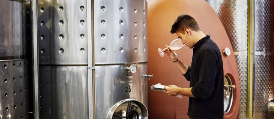 Viticulteurs : une aide pour les activités de vinification après le gel de 2021