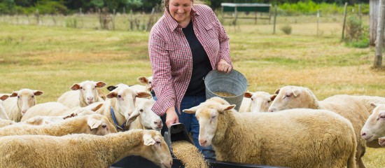 Éleveurs : une aide à l’achat d’aliments pour animaux