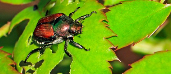 Cultures végétales : le scarabée japonais inquiète l’Anses