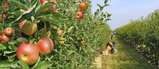 Arboriculteurs : aide à la plantation de pommiers à cidre