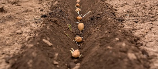 Cultures végétales : montant des aides couplées pour la campagne 2022