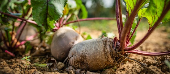 Producteurs de betteraves : les cultures autorisées après l’usage de néonicotinoïdes