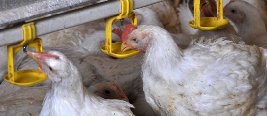 Aviculture : le risque de grippe aviaire porté au niveau « élevé »