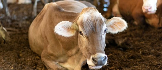 Élevages bovin et ovin : aide aux éleveurs touchés par la MHE