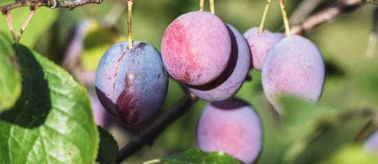 Cultures végétales : montant de certaines aides couplées 2023